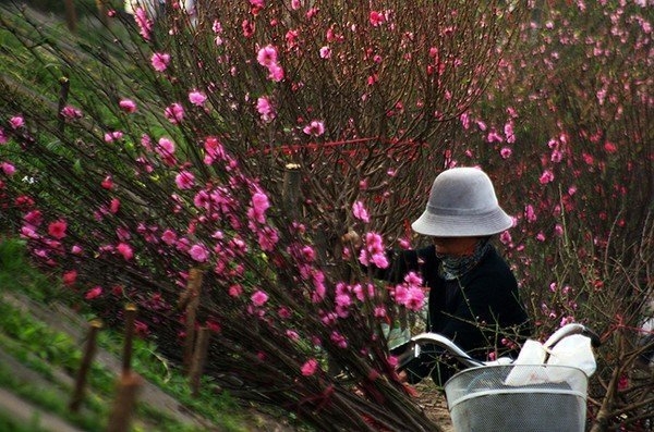 Đến thăm Thiên đường hoa bậc nhất Việt Nam 